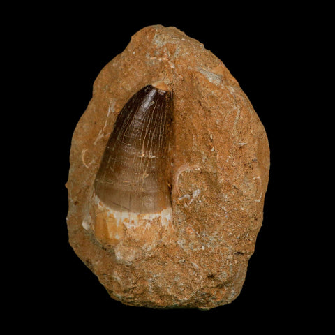 XL 2.6" Mosasaur Prognathodon Fossil Tooth In Matrix Cretaceous Dinosaur Era COA