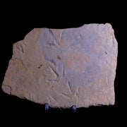 6.5" Presbyornis Sp Fossilized Bird Footprint Trackway Green River Formation Utah