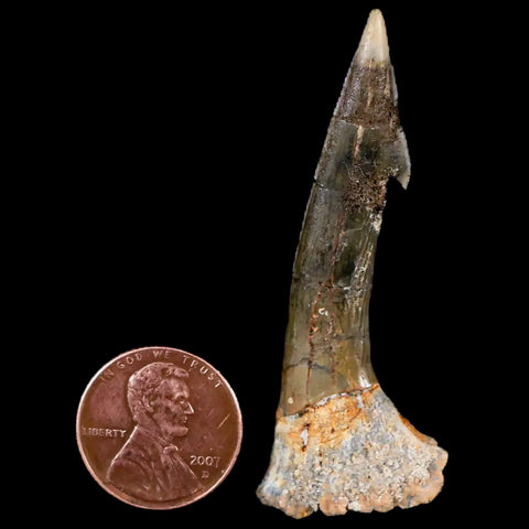 XL 2.3" Sawfish Fossil Tooth Barb Onchopristis Numidus Cretaceous Dinosaur Era COA - Fossil Age Minerals