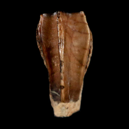 0.4" Corythosaurus Fossil  Tooth Judith River FM MT Cretaceous Dinosaur COA, Display