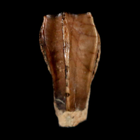 0.4" Corythosaurus Fossil  Tooth Judith River FM MT Cretaceous Dinosaur COA, Display