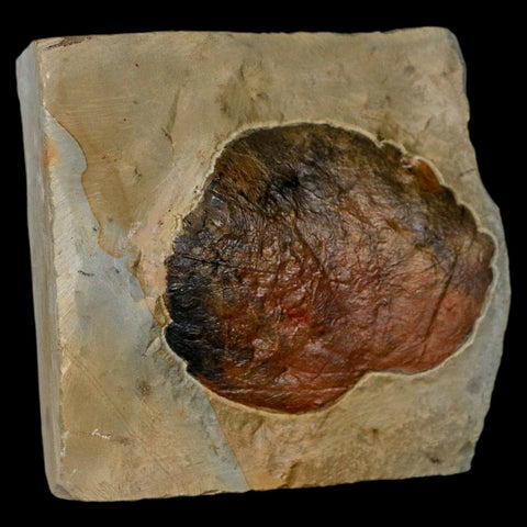 2.7" Zizyphoides Flabellum Fossil Plant Leaf Fort Union Glendive MT Paleocene Age