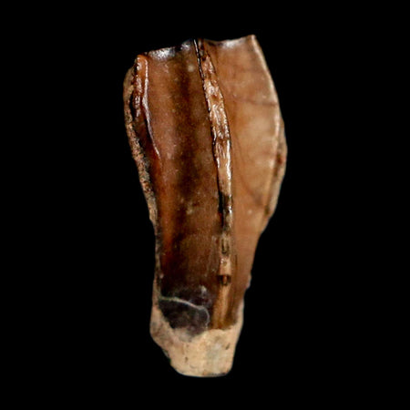 0.4" Corythosaurus Fossil  Tooth Judith River FM MT Cretaceous Dinosaur COA, Display