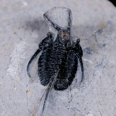 1.4" Cyphaspis Tafilalet Walteri Horned Devil Trilobite Fossil Devonian Age COA