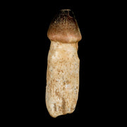 3.1" Globidens Mosasaur Fossil Tooth Rooted Cretaceous Dinosaur Era COA