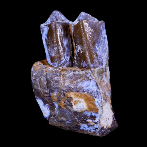 0.9" Mesohippus Fossil Jaw Teeth Three Toed Horse Oligocene Age SD Badlands COA - Fossil Age Minerals