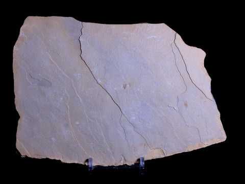 6.5" Presbyornis Sp Fossilized Bird Footprint Trackway Green River Formation Utah - Fossil Age Minerals