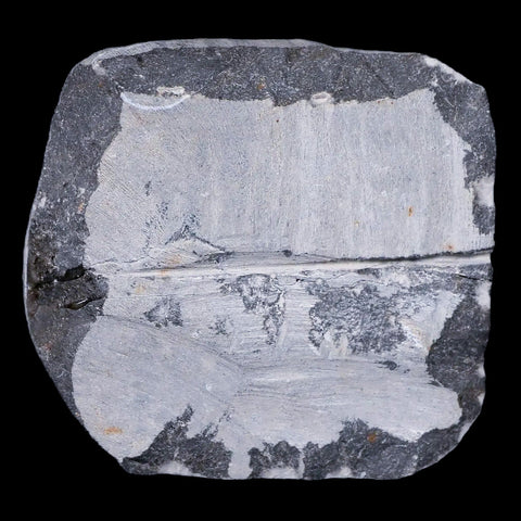 1.4" Cyphaspis Tafilalet Walteri Horned Devil Trilobite Fossil Devonian Age COA - Fossil Age Minerals