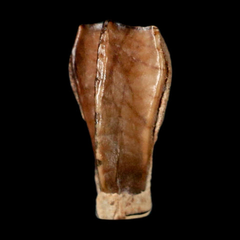 0.4" Corythosaurus Fossil  Tooth Judith River FM MT Cretaceous Dinosaur COA, Display