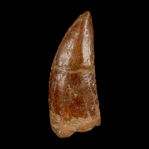 XL 3.5" Carcharodontosaurus Serrated Fossil Tooth Cretaceous Theropod Dinosaur COA - Fossil Age Minerals