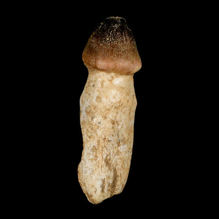 3.1" Globidens Mosasaur Fossil Tooth Rooted Cretaceous Dinosaur Era COA