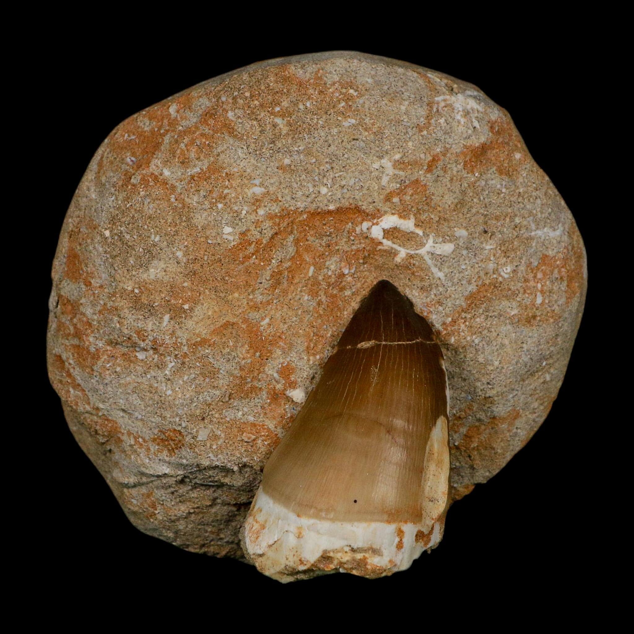 XL 2.3" Mosasaur Prognathodon Fossil Tooth In Matrix Cretaceous Dinosaur Era COA - Fossil Age Minerals