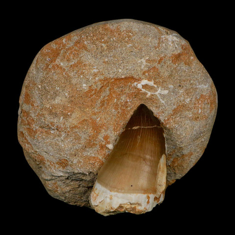 XL 2.3" Mosasaur Prognathodon Fossil Tooth In Matrix Cretaceous Dinosaur Era COA