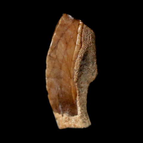 0.4" Corythosaurus Fossil  Tooth Judith River FM MT Cretaceous Dinosaur COA, Display