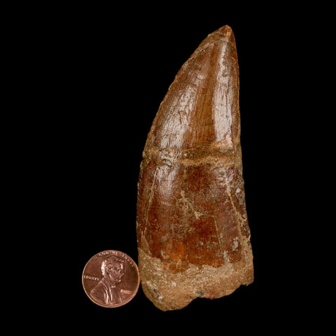 XL 3.5" Carcharodontosaurus Serrated Fossil Tooth Cretaceous Theropod Dinosaur COA - Fossil Age Minerals