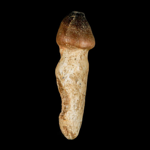 3.1" Globidens Mosasaur Fossil Tooth Rooted Cretaceous Dinosaur Era COA