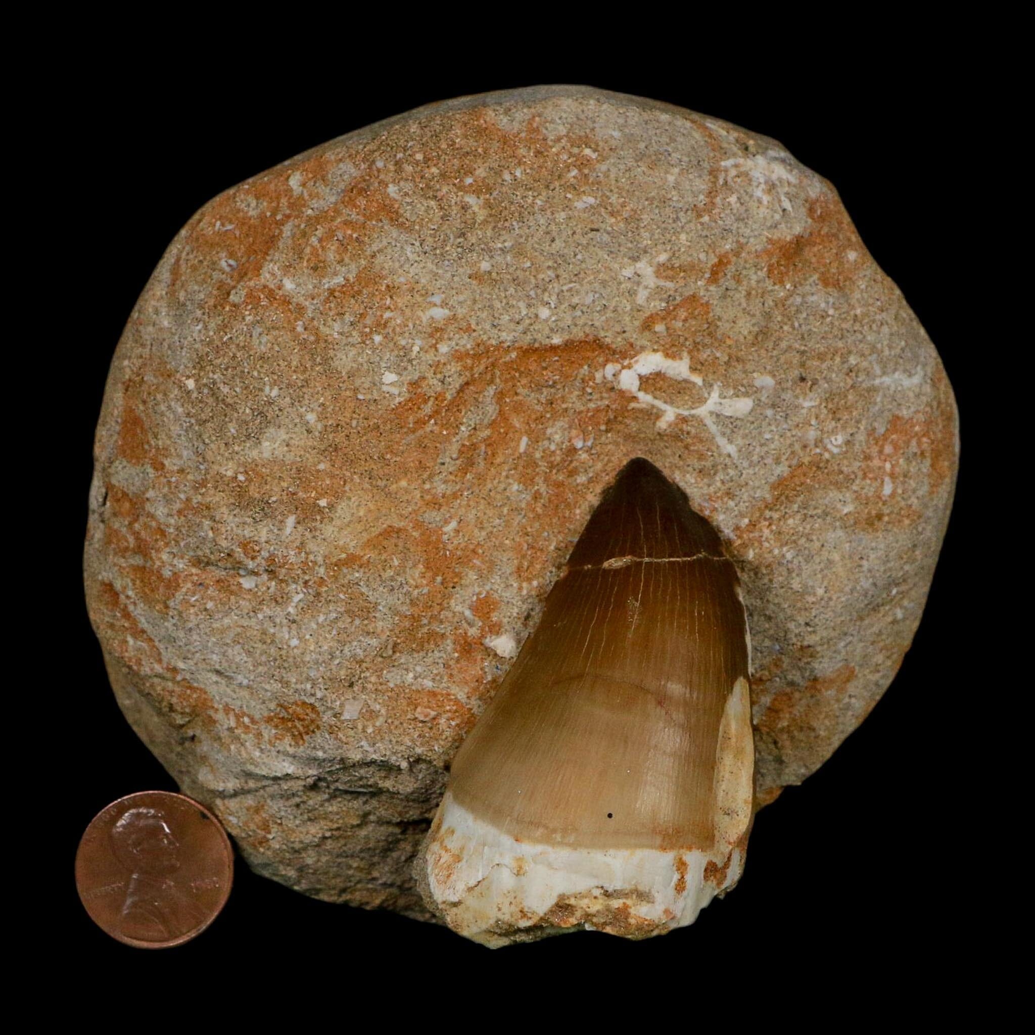 XL 2.3" Mosasaur Prognathodon Fossil Tooth In Matrix Cretaceous Dinosaur Era COA - Fossil Age Minerals