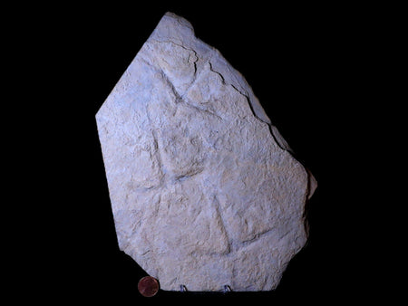 10.8" Presbyornis Sp Fossilized Bird Footprint Trackway Green River Formation Utah