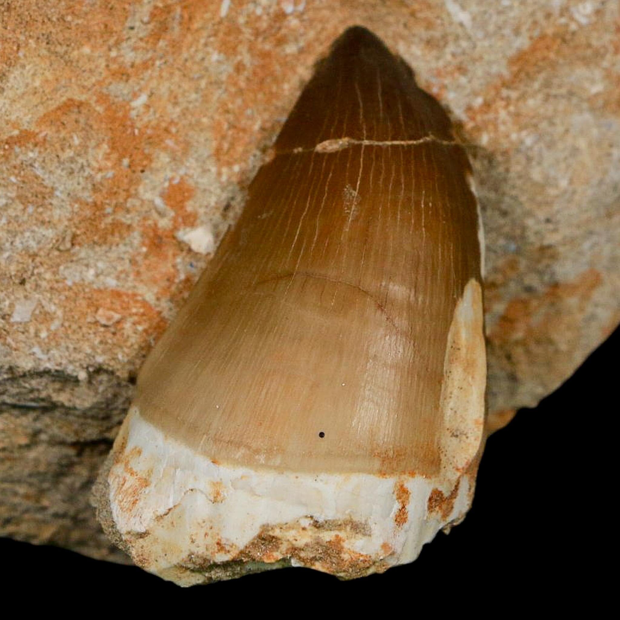 XL 2.3" Mosasaur Prognathodon Fossil Tooth In Matrix Cretaceous Dinosaur Era COA - Fossil Age Minerals