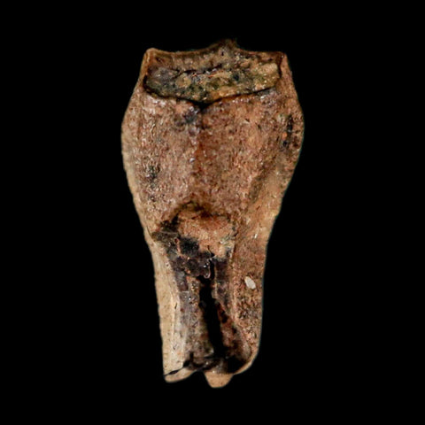 0.4" Corythosaurus Fossil  Tooth Judith River FM MT Cretaceous Dinosaur COA, Display