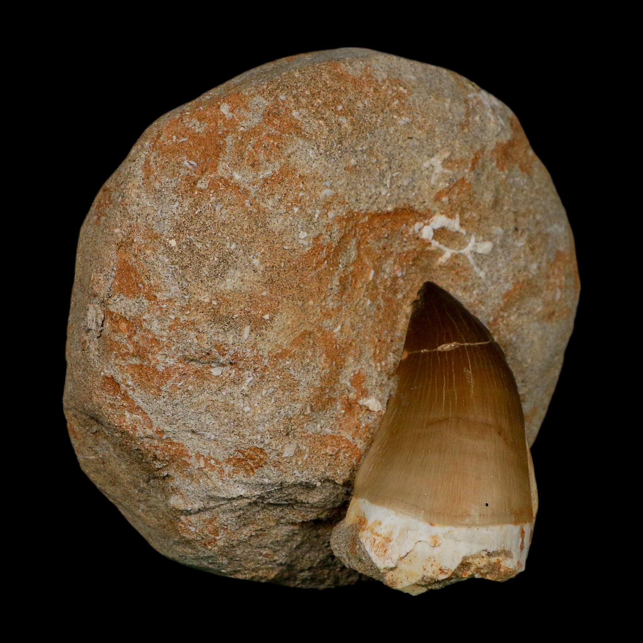 XL 2.3" Mosasaur Prognathodon Fossil Tooth In Matrix Cretaceous Dinosaur Era COA - Fossil Age Minerals