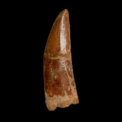 XL 3.5" Carcharodontosaurus Serrated Fossil Tooth Cretaceous Theropod Dinosaur COA - Fossil Age Minerals