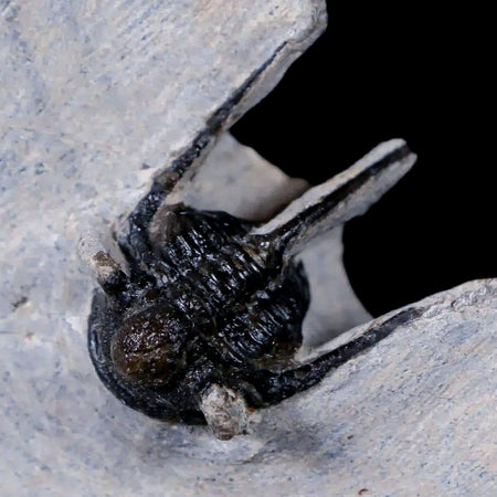 0.9" Cyphaspis Otarion Spiny Trilobite Fossil Devonian Age 400 Mil Yrs Old COA