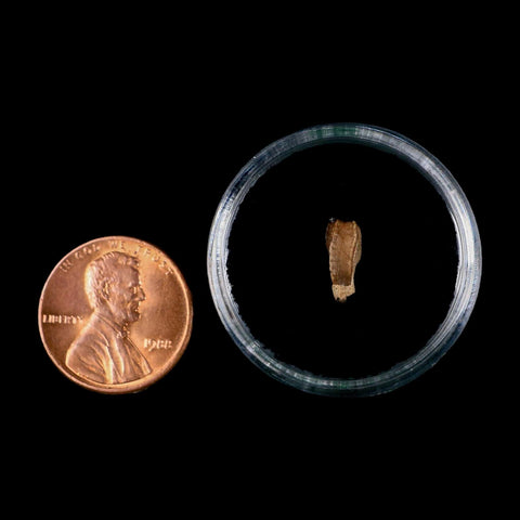 0.4" Corythosaurus Fossil  Tooth Judith River FM MT Cretaceous Dinosaur COA, Display