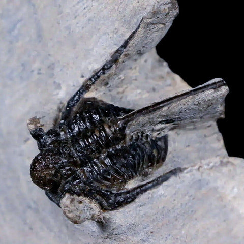 0.9" Cyphaspis Otarion Spiny Trilobite Fossil Devonian Age 400 Mil Yrs Old COA - Fossil Age Minerals