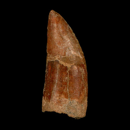 XL 3.5" Carcharodontosaurus Serrated Fossil Tooth Cretaceous Theropod Dinosaur COA