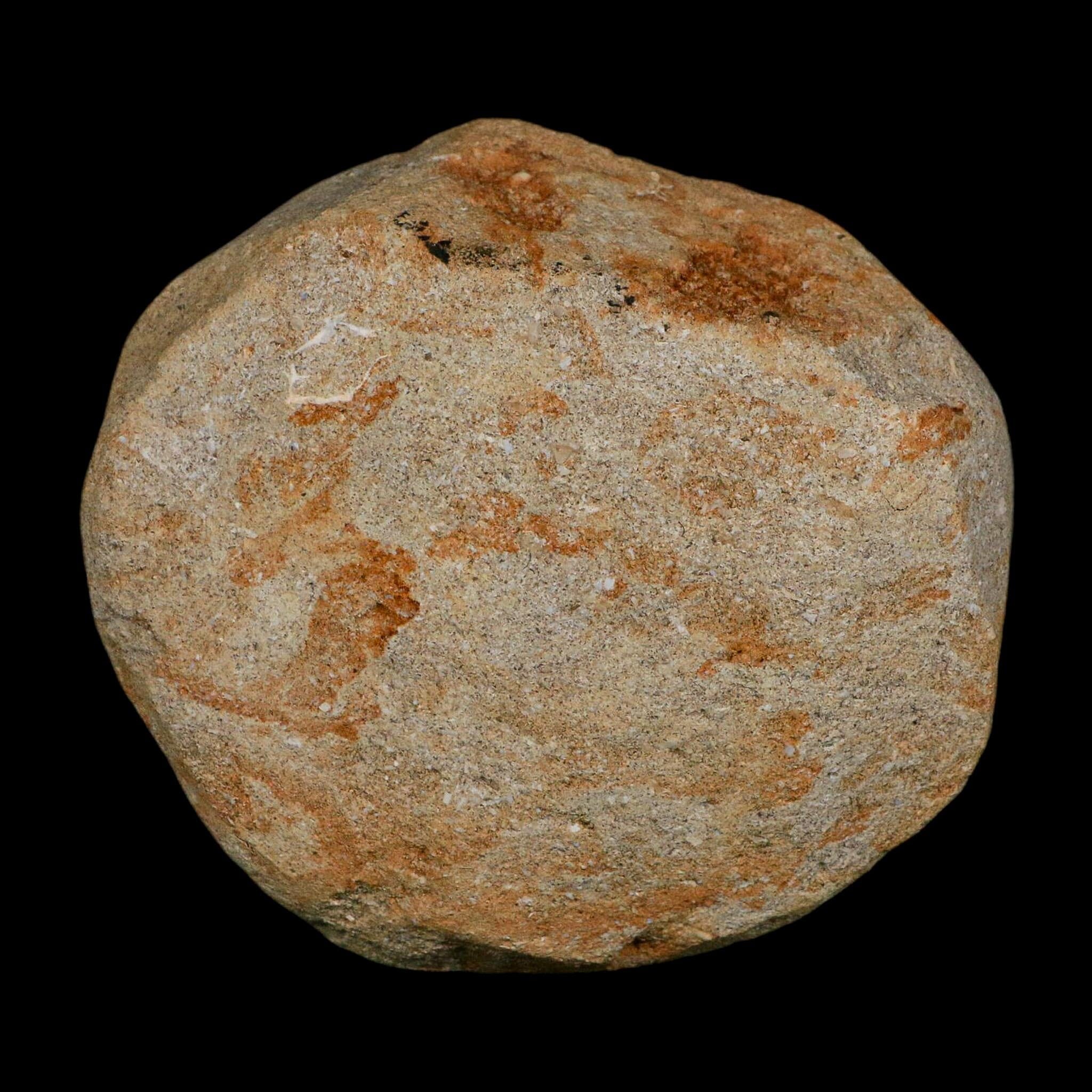 XL 2.3" Mosasaur Prognathodon Fossil Tooth In Matrix Cretaceous Dinosaur Era COA - Fossil Age Minerals