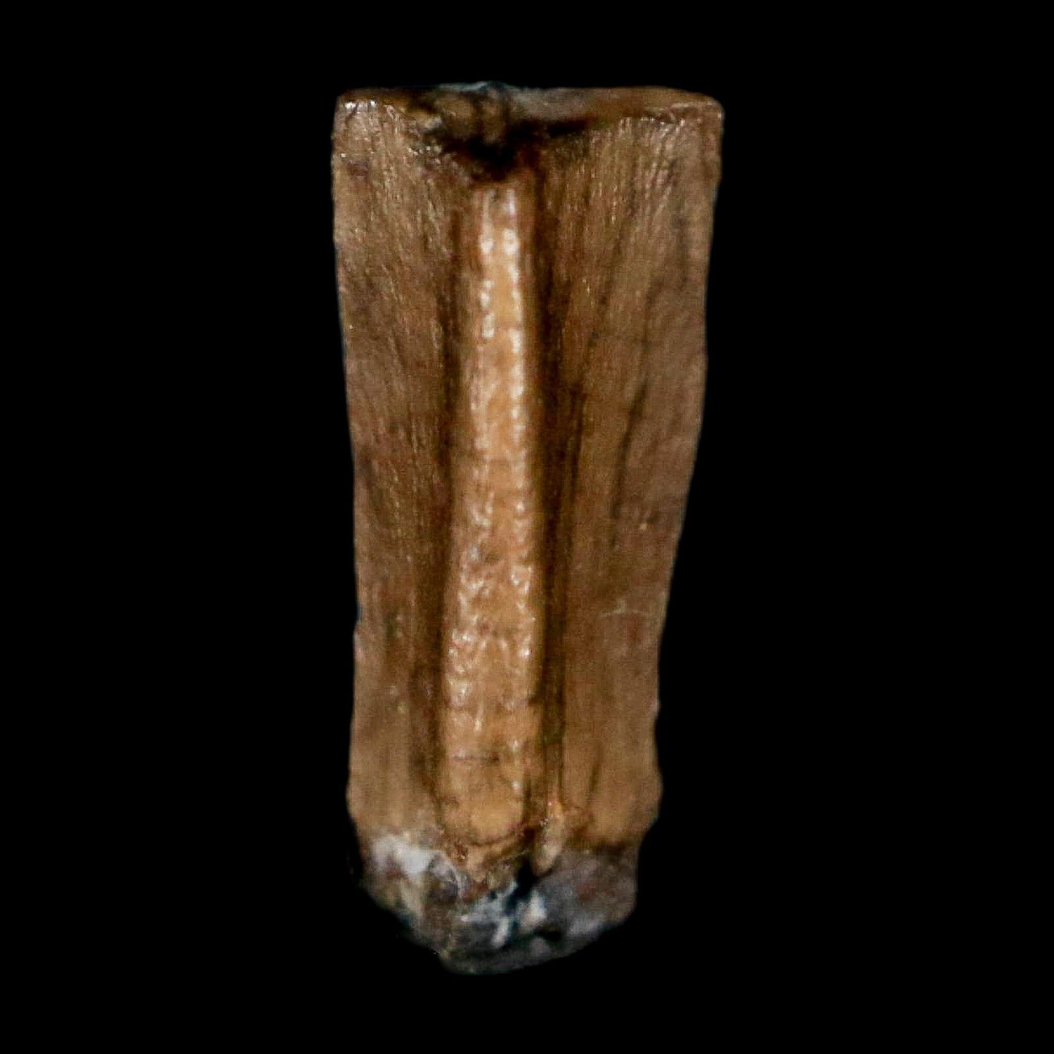 0.4" Corythosaurus Fossil Tooth Judith River FM MT Cretaceous Dinosaur COA, Display - Fossil Age Minerals