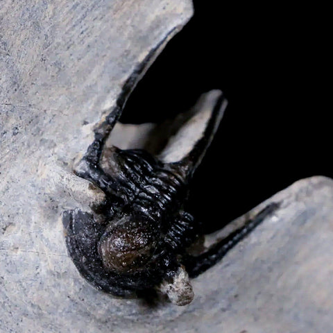 0.9" Cyphaspis Otarion Spiny Trilobite Fossil Devonian Age 400 Mil Yrs Old COA - Fossil Age Minerals