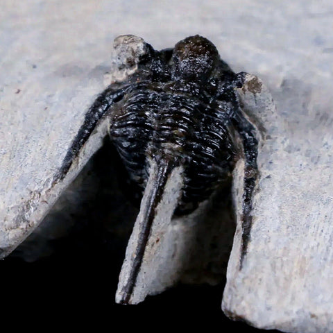 0.9" Cyphaspis Otarion Spiny Trilobite Fossil Devonian Age 400 Mil Yrs Old COA - Fossil Age Minerals