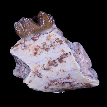 1" Mesohippus Fossil Jaw Teeth Three Toed Horse Oligocene Age SD Badlands COA