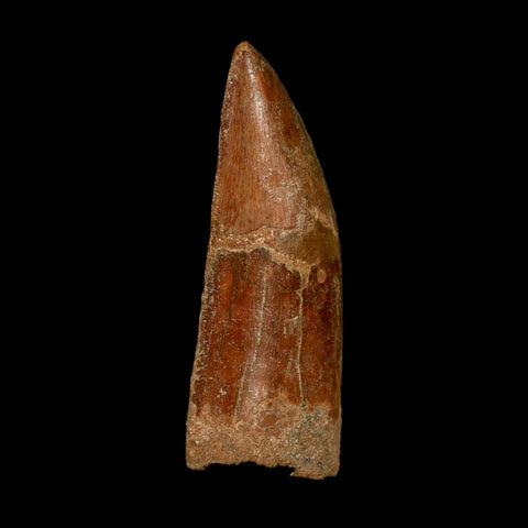 XL 3.5" Carcharodontosaurus Serrated Fossil Tooth Cretaceous Theropod Dinosaur COA - Fossil Age Minerals