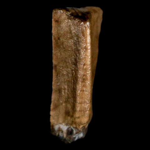 0.4" Corythosaurus Fossil  Tooth Judith River FM MT Cretaceous Dinosaur COA, Display