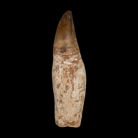 3.4" Mosasaur Prognathodon Fossil Tooth Rooted Cretaceous Dinosaur Era COA