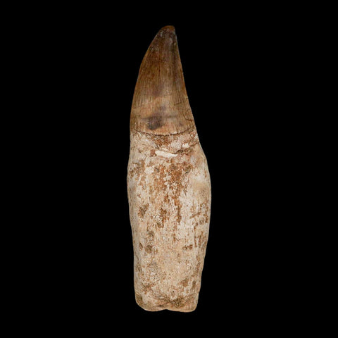 3.4" Mosasaur Prognathodon Fossil Tooth Rooted Cretaceous Dinosaur Era COA