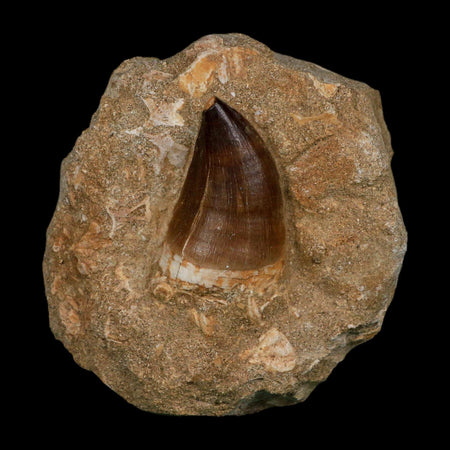 1.9" Mosasaur Prognathodon Fossil Tooth In Matrix Cretaceous Dinosaur Era COA