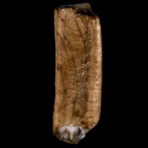 0.4" Corythosaurus Fossil  Tooth Judith River FM MT Cretaceous Dinosaur COA, Display