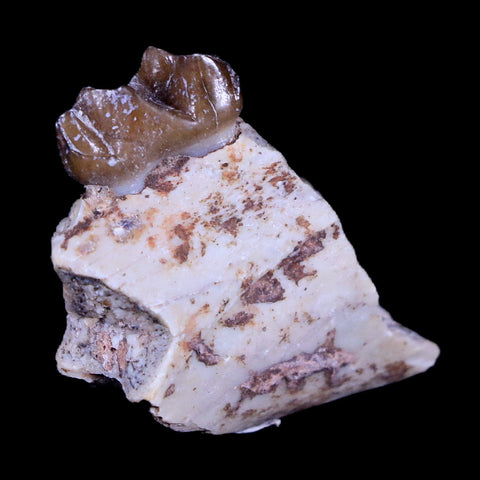 1" Mesohippus Fossil Jaw Teeth Three Toed Horse Oligocene Age SD Badlands COA - Fossil Age Minerals