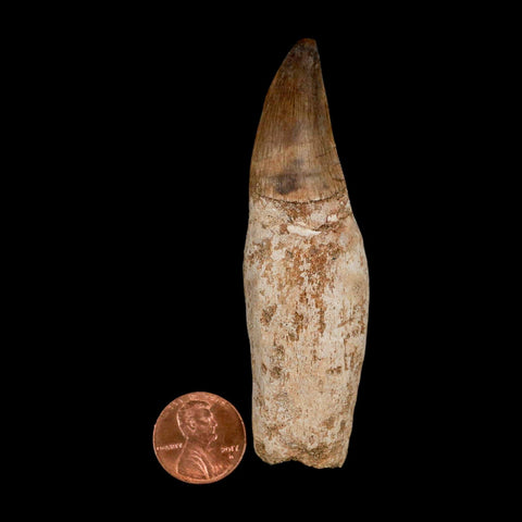 3.4" Mosasaur Prognathodon Fossil Tooth Rooted Cretaceous Dinosaur Era COA