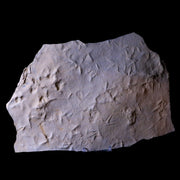 10" Presbyornis Sp Fossilized Bird Footprint Trackway Green River Formation Utah