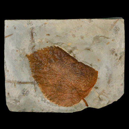 2.4" Davidia Antiqua Fossil Plant Leaf  Plant Fort Union Formation Glendive Montana