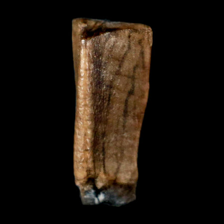 0.4" Corythosaurus Fossil  Tooth Judith River FM MT Cretaceous Dinosaur COA, Display