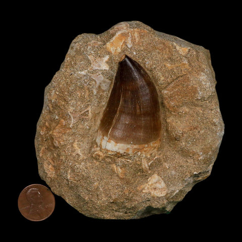 1.9" Mosasaur Prognathodon Fossil Tooth In Matrix Cretaceous Dinosaur Era COA