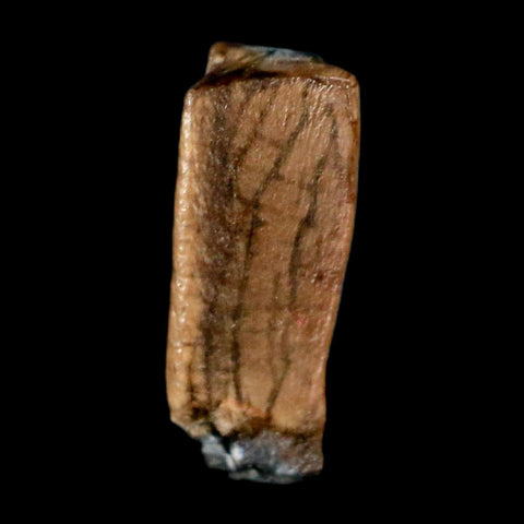 0.4" Corythosaurus Fossil  Tooth Judith River FM MT Cretaceous Dinosaur COA, Display