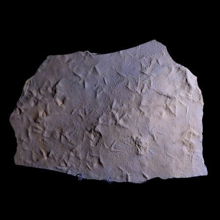 10" Presbyornis Sp Fossilized Bird Footprint Trackway Green River Formation Utah