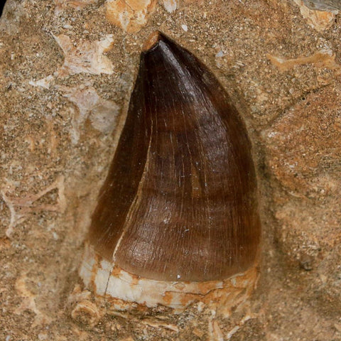 1.9" Mosasaur Prognathodon Fossil Tooth In Matrix Cretaceous Dinosaur Era COA